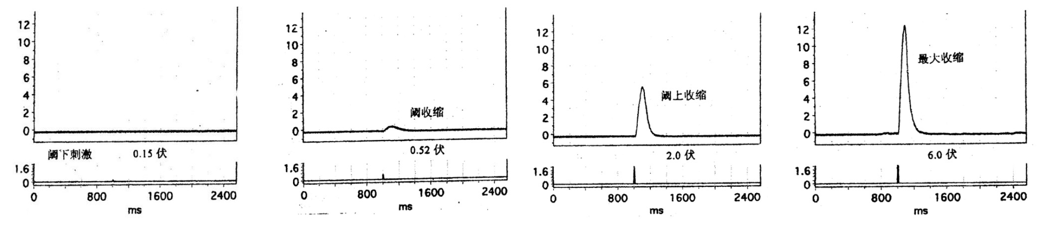 骨骼肌单收缩